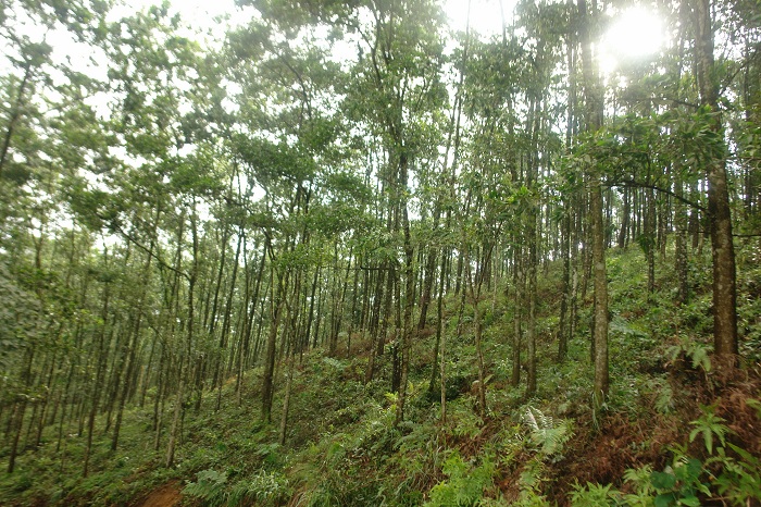 Chứng chỉ rừng theo Nhóm - mục tiêu giúp đỡ các hộ trồng rừng nhỏ tiếp cận QLRBV